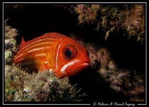 Just waiting for me :-) ... if only it was true ... (Sarg... by Raoul Caprez 